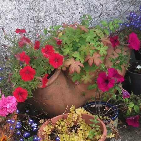 Fuchsia House Bed And Breakfast Connemara Renvyle Extérieur photo